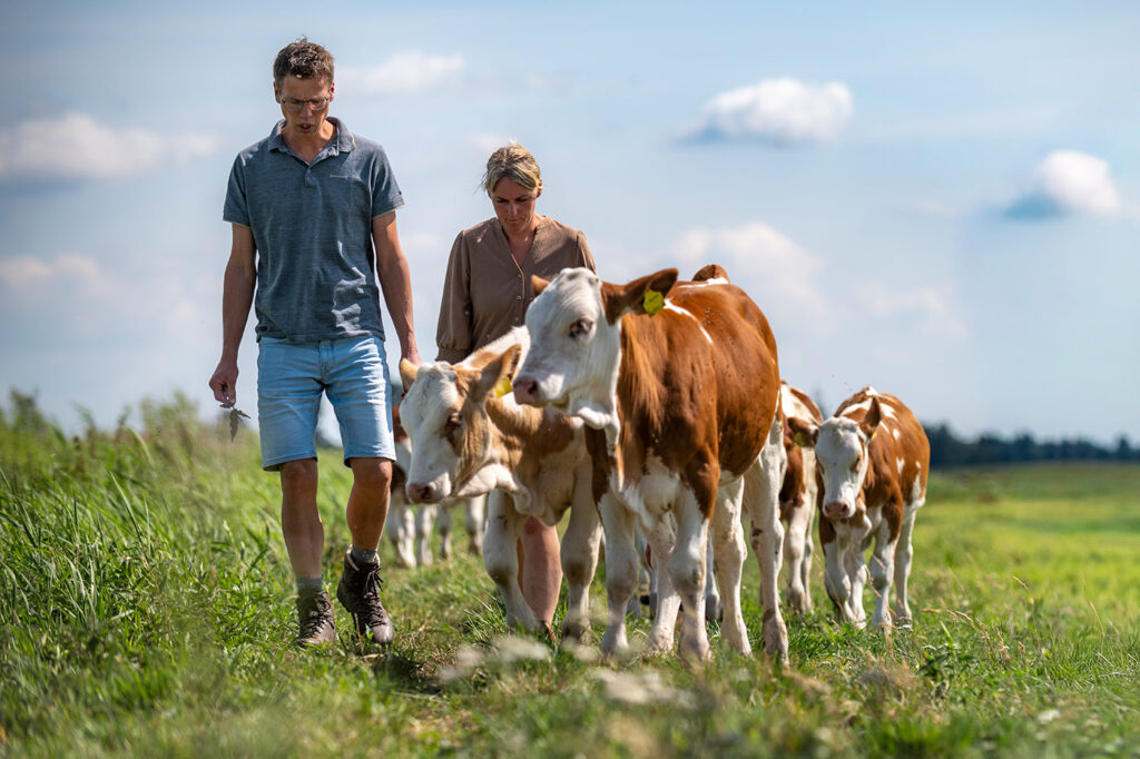 Siebe Klaas en Pytsje Bokma met kalven